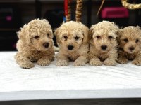 Sağlık garantili maltipoo bebeklerimiz