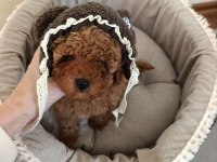 Toy poodle puppy