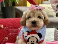 Muhteşem maltipoo bebekler ile karşınızdayız