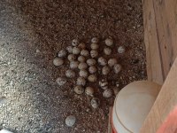 Günlük döllü bıldırcın yumurtası