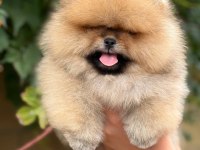 POMERANİAN BOO YAVRUMUZ