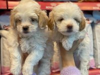 A Kalite Maltipoo Yavrusu 0 Beden