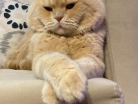 69 Günlük Dişi British Shorthair