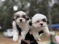 Shih tzu yavrular
