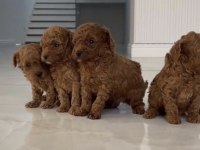 Toy Poodle Köpekler