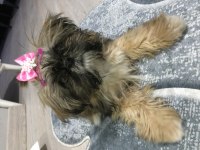 Shih tzu dişi 3 buçuk aylık