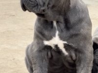 A+ KALİTE CANE CORSO YAVRULARIMIZ