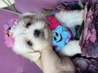 SAFKAN BÜYÜMEYEN KORE POODLE BEBEKLERİ