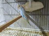 Alıştırmalık Rainbow Muhabbet Kuşu Bebekler