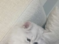 2.5 Aylık Chinchilla Dişi Kedimiz