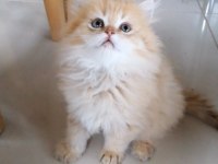 Golden british longhair bebekler
