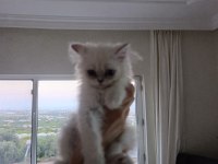 British longhair yavru sahiplendirme