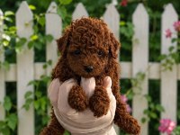 Orjinal Ev Üretimi Gerçek Toy Poodle