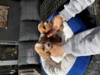 Maltipoo yavrularımız