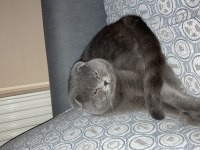 1 yaşında scottish fold