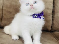 By1133 british shorthair erkek