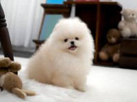 Boo Pomeranian Ayı Surat Yavrularımız