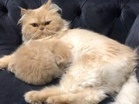 Chinchilla 1 Aylık Erkek