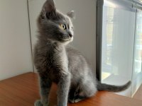 Gri British Shorthair 3 aylık yavru kedi