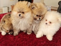 Show kalite pomeranian boo köpeği