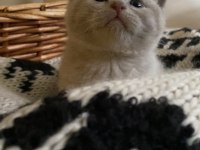 British Shorthair Chocolatte Lilac ve Fawn Bebeklerim