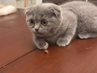 02.02 doğumlu scottish fold yavrularımız