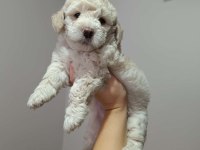 Maltipoo yavru köpeğimiz