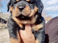 Orjinal Macar Rottweiler