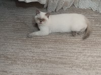British shorthair pamuk