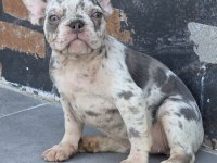 French Bulldog 2 Aylık Köpeğimiz