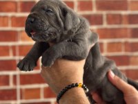 Dev Cane Corso Yavrular
