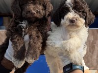 Portekiz su köpeği çok şirin yavrular 
