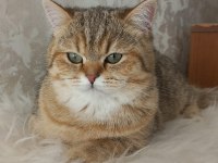 Full Şecereli Safkan British Shorthair Yavrularımız