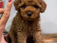 RED ERKEK TOY POODLE