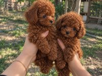 RED BROWN MİNİK TOY POODLE YAVRULAR
