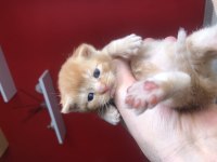 Scottish fold ve british yavrularımız