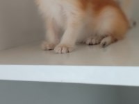 British shorthair golden