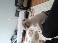 Çok tatlı sevimli scottish fold bebeklerimiz