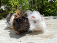 Sevinli guineapig