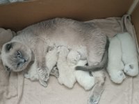 Scottish fold kızımıza yeni yuva arıyoruz