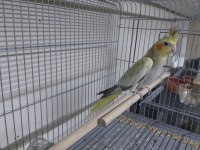 2 Aylık erkek sultan papağanı