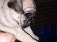 Safkan orjinal siyah pug yavruları