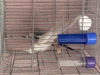 White Face Albino Çift Sultan Papağanı