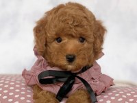 ÇOK UYGUN RED BROWN WHİTE TOY POODLE YAVRULAR