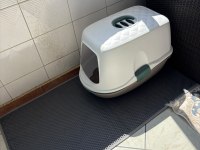Ragdoll 4 Aylık Erkek