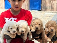 Golden retriever yavrularımız