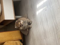 2.5 aylık erkek pomeranian bebekler
