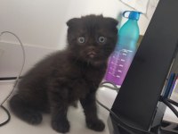 Yavru scottish fold