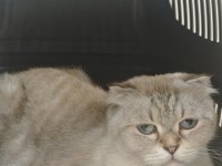 British Longhair Kedisi