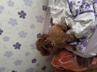 2 Yaşında Kore Toy Poodle
